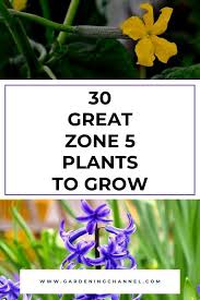 Crown of plant should rest just at or above the soil surface after watering in. 30 Great Zone 5 Plants To Grow Gardening Channel