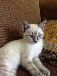 The first thing that differentiate. 180 Lynx Point Siamese Ideas In 2021 Siamese Cats Beautiful Cats Cute Cats