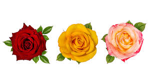 rose color meanings petal talk