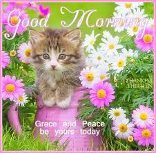 good morning flowers and kitten