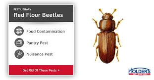flour beetle types facts and how to