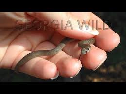 georgia wild little snakes you