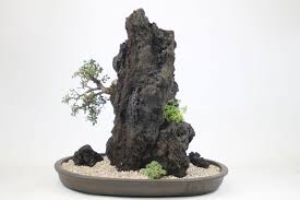 Bonsai Tree Rock Planting Works Now