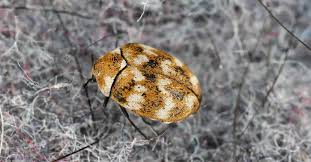 do carpet beetles bite what do they