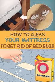 Mattress To Get Rid Of Bed Bugs