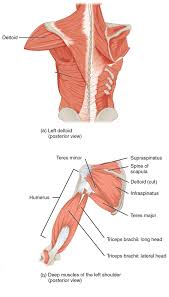 Muscles of the arm anterior labeled. Anatomy And Physiology Lab I On Openalg