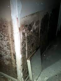 100 Pictures Of Mold In The Home