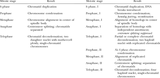 Comparison Of Mitotic And Meiotic Stages Download Table