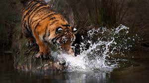 tiger water tiger s hd