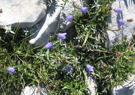 Campanula scheuchzeri subsp. pollinensis (Podlech) Bernardo