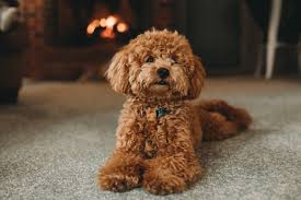 poodle dog in india