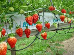 year round strawberry ion