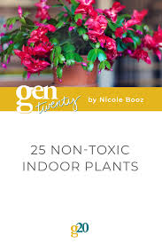 25 Non Toxic Indoor Plants Safe For