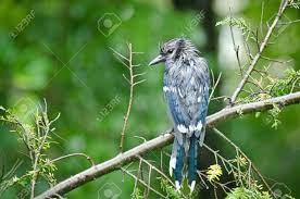 Angry Blue Jay In The Rain Stock Photo, Picture And Royalty Free Image.  Image 10793652.