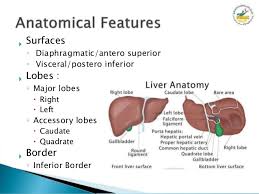 Liver pain can often times be confused with abdominal or digestive issues. Anatomy Of Liver