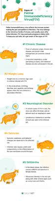 fiv in cats symptoms causes and