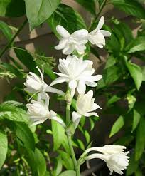 white flowers and flowering shrubs
