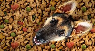 Her days of being a mama are over and she would love to thanks to the efforts of town and country humane society, snookums recovered and she and her puppies were all placed in forever homes! Best Dog Food For German Shepherd Dogs Young And Old