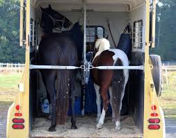 horse trailer floor