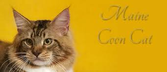 We offer the most healthiest & beautiful maine coon kittens for sale with a 1 year. Maine Coon Cat Article The Cat Fanciers Association Inc