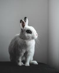 500+ Rabbit Pictures [HD]