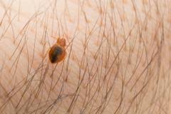 bed bugs or carpet beetles ured