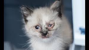 treating an eye infection in a kitten