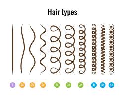 Vector Illustration Of A Hair Types Chart Displaying All