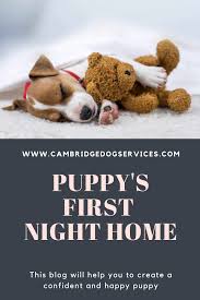 First night or not, your puppy does not get to sleep wherever he wants. Puppy S First Night Home