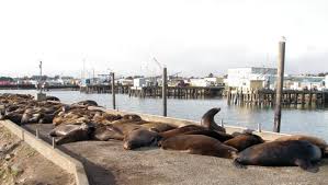 Visiting Crescent City California Seals Sea Lions And A