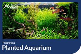 Planning a Planted Aquarium gambar png