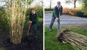 How To Plant Grow And Care For Bamboo