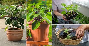 how to grow brinjal plant in pots
