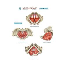 Female Pelvic Floor Body Part Chart Removable Wall Graphic