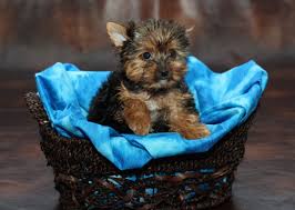 teacup yorkie these pint