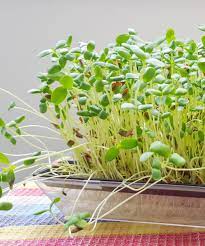 broccoli sprouts nutrition and benefits