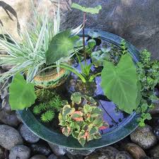 making a pond in a pot