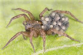 Image result for wolf spider