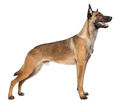 belgian malinois dog breed facts and
