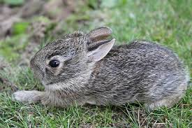 Orphaned Cottontail Care Mohrs