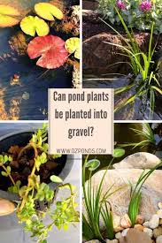 Can Pond Plants Be Planted Into Gravel