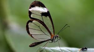 This Incredible Butterfly Has Transparent Wings