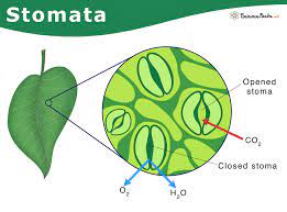 stomata definition types structure