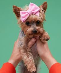 The most fun your pet can have without you. How To Cut Dog Nails And Why Its Important Petco