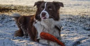 how to care for a border collie the