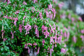 12 ideal shrubs for shade