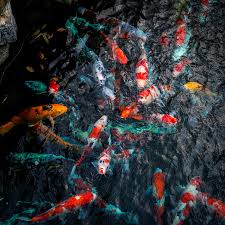 koi fish in a anese temple foundation