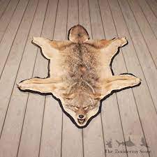 coyote rug mount 11059 the taxidermy