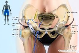 The group of hip muscles called the deep six is a set of small muscles, deep inside the hip, that laterally rotates the leg in the hip joint. Hip Picture Image On Medicinenet Com