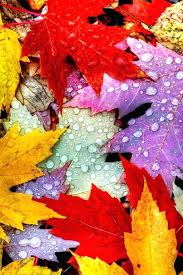 fall leaves wallpaper